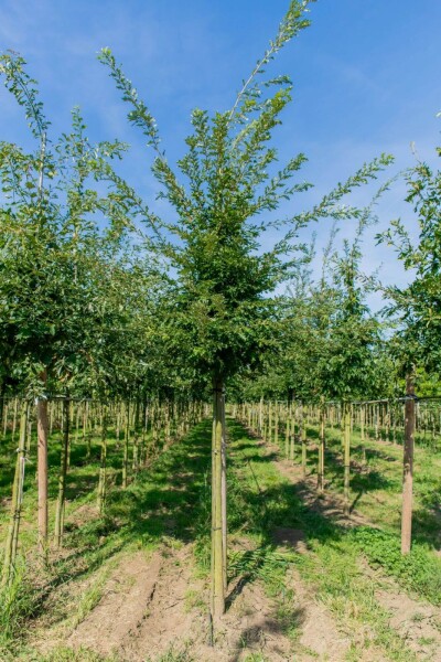 Quercus cerris hoogstam 10/12
