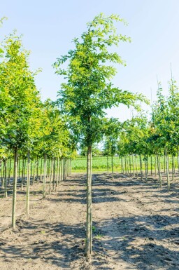 Quercus cerris hoogstam 10/12
