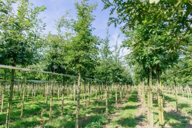 Quercus cerris hoogstam 10/12