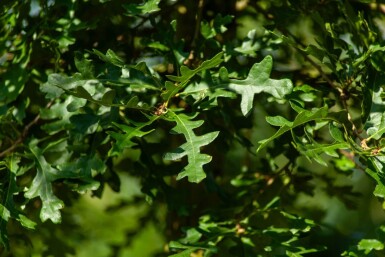 Quercus cerris hoogstam 10/12
