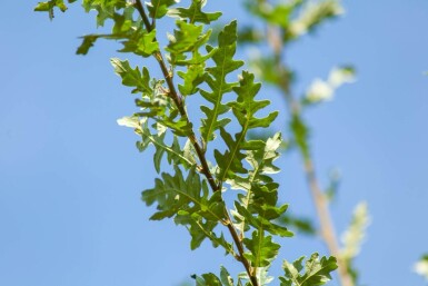 Quercus cerris hoogstam 10/12