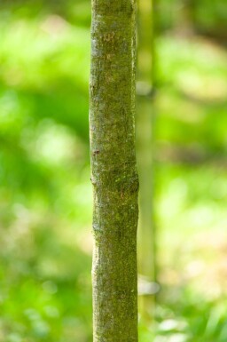 Quercus cerris hoogstam 10/12