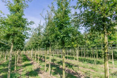 Quercus cerris hoogstam 10/12