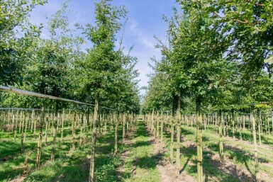 Quercus cerris hoogstam 10/12