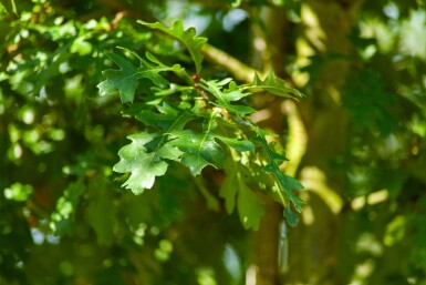 Quercus cerris hoogstam 10/12