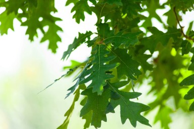 Quercus cerris hoogstam 10/12