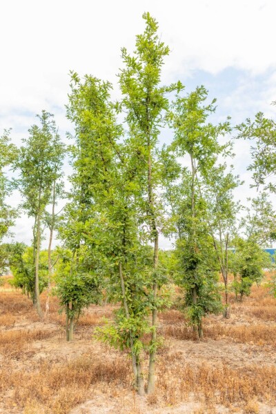 Quercus cerris meerstammig 250-300