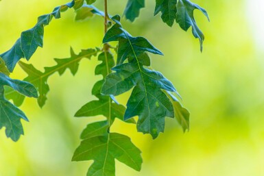 Quercus cerris meerstammig 250-300