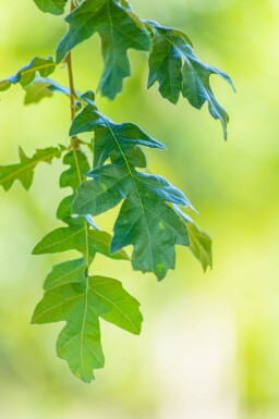 Quercus cerris meerstammig 250-300