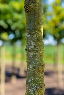 Quercus cerris meerstammig 250-300
