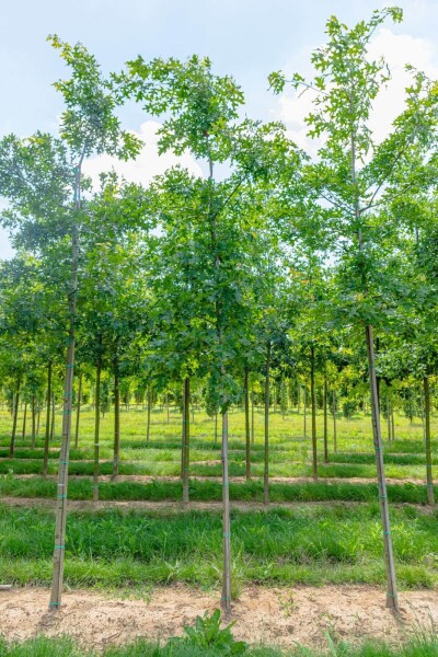 Quercus coccinea hoogstam 12/14