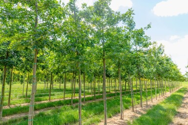 Quercus coccinea hoogstam 12/14