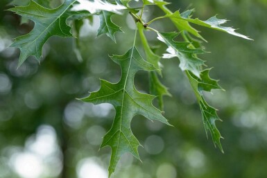 Quercus coccinea hoogstam 12/14