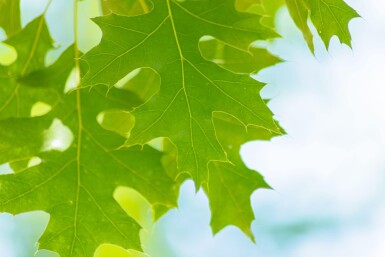 Quercus coccinea hoogstam 12/14