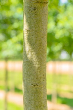 Quercus coccinea hoogstam 12/14