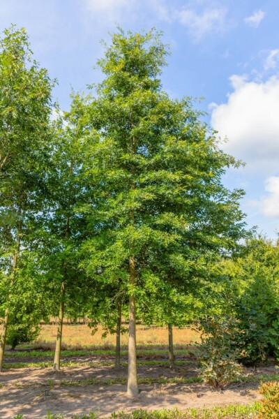 Quercus coccinea 'Splendens' hoogstam 12/14
