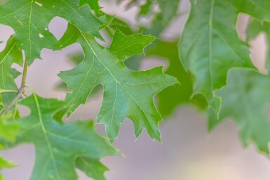 Quercus coccinea 'Splendens' hoogstam 12/14