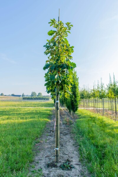 Quercus dentata hoogstam 18/20