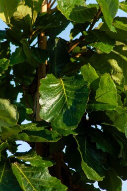 Quercus dentata hoogstam 18/20