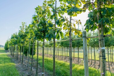 Quercus dentata hoogstam 18/20