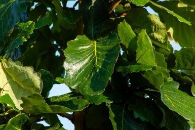 Quercus dentata hoogstam 18/20