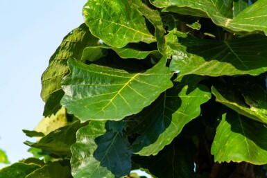 Quercus dentata hoogstam 18/20