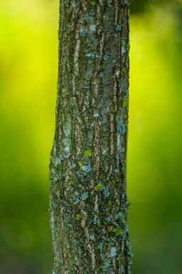 Quercus dentata hoogstam 18/20