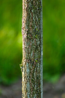 Quercus dentata hoogstam 18/20