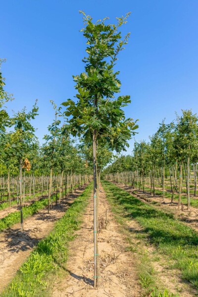 Quercus frainetto hoogstam 14/16