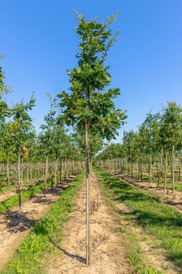 Quercus frainetto hoogstam 14/16