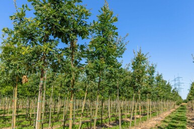 Quercus frainetto hoogstam 14/16
