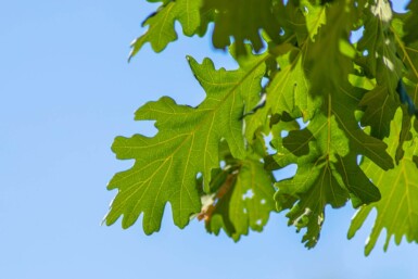 Quercus frainetto hoogstam 14/16