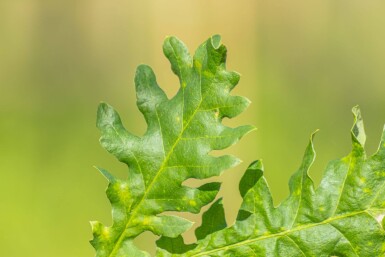 Quercus frainetto hoogstam 14/16