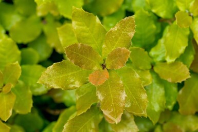 Quercus ilex hoogstam