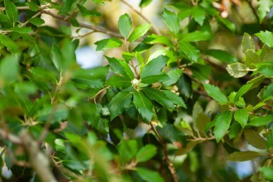 Quercus ilex meerstammig