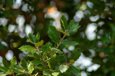Quercus ilex meerstammig 200-250