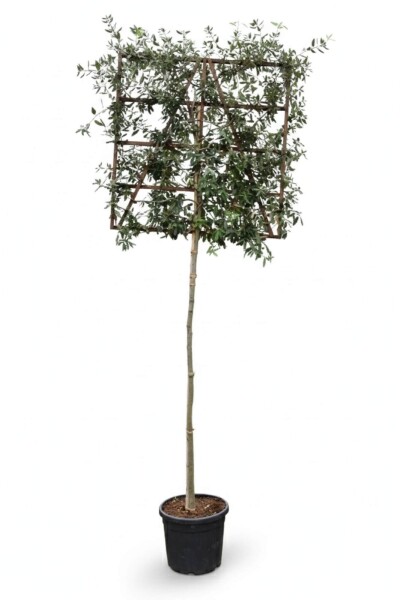 Quercus ilex leiboom 12/14 200cm stam 150b x 120h