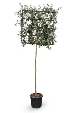 Quercus ilex leiboom