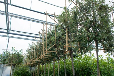 Quercus ilex leiboom 12/14 200cm stam 150b x 120h