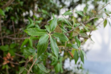 Quercus ilex leiboom 12/14 200cm stam 150b x 120h