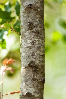 Quercus ilex leiboom 12/14 200cm stam 150b x 120h