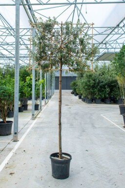 Quercus ilex leiboom 12/14 200cm stam 150b x 120h