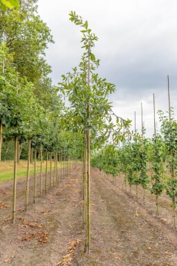 Quercus imbricaria hoogstam 18/20