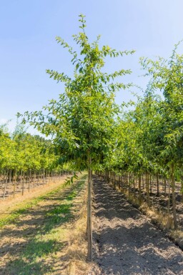 Quercus imbricaria hoogstam 18/20