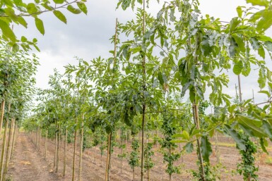Quercus imbricaria hoogstam 18/20