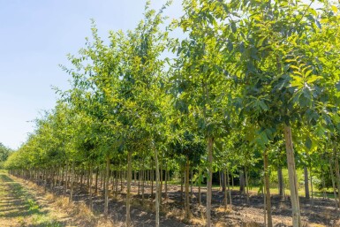 Quercus imbricaria hoogstam 18/20