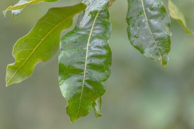 Quercus imbricaria hoogstam 18/20