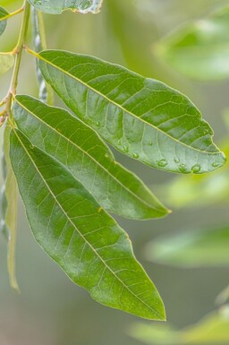 Quercus imbricaria hoogstam 18/20