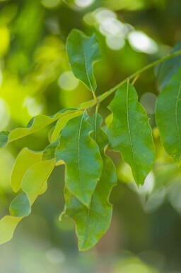 Quercus imbricaria hoogstam 18/20