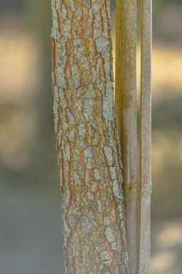 Quercus imbricaria hoogstam 18/20